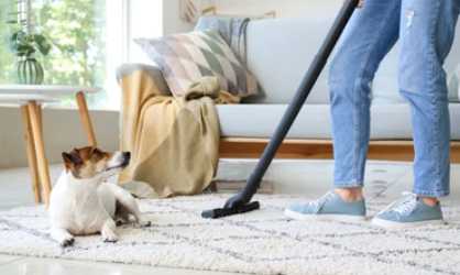 How to remove pet odour from carpet